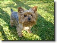 Yorkshire terrier (Dog standard)