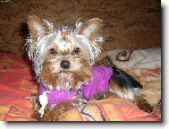 Yorkshire terrier (Dog standard)