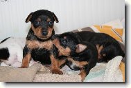 Zwergpinscher