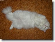 Turkish Angora \(Cat\)