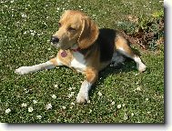 Beagle (Dog standard)