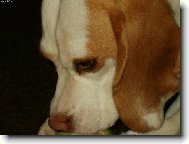 Beagle (Dog standard)