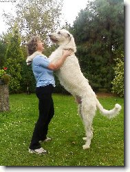 Irish Wolfhound