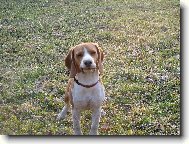 Beagle (Dog standard)