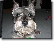 Miniature schnauzer \(Dog standard\)