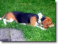 Beagle (Dog standard)