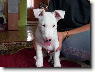 Bull terrier (Dog standard)