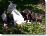 Bull terrier (Dog standard)