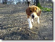 Beagle (Dog standard)