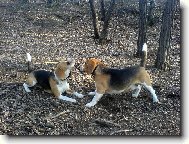 Beagle (Dog standard)