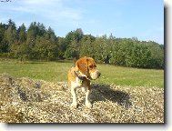 Beagle (Dog standard)