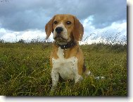 Beagle (Dog standard)