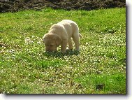 Labrador retriever (Dog standard)