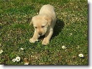 Labrador retriever (Dog standard)