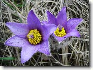 Pulsatilla vulgaris