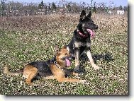 German shepherd dog (Dog standard)