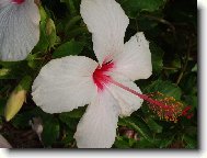 Hibiscus rosa-sinensis