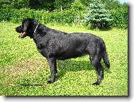 Labrador retriever (Dog standard)