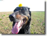 Beauce sheep dog \(beauceron\) \(Dog standard\)