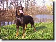 Beauce sheep dog \(beauceron\) \(Dog standard\)