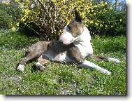 Bull terrier (Dog standard)