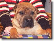 Shar-Pei \(Dog standard\)