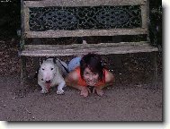 Bull terrier (Dog standard)