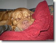 Dogue de Bordeaux (Dog standard)