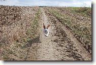 Jack russell terrier (Dog standard)