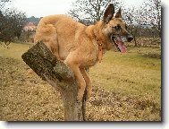 Belgian shepherd dog \\\\\\\\\\\\\\\\\\\\\(Dog standard\\\\\\\\\\\\\\\\\\\\\)