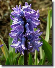 Hyacinthus  orientalis