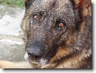 German shepherd dog (Dog standard)