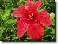 Hibiscus rosa-sinensis