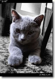 British Shorthair (Cat)