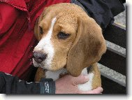 Beagle (Dog standard)