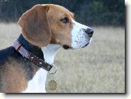 Beagle (Dog standard)