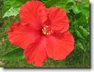 Hibiscus rosa-sinensis