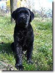 Labrador retriever (Dog standard)