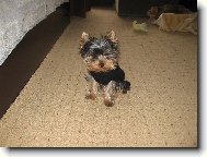 Jorkrsk terier, Yorkshire Terrier,