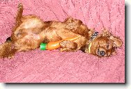 Dachshund (teckel) (Dog standard)