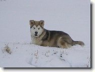 Alaskan malamute (Dog standard)