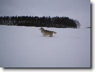 Alaskan malamute \\\\\(Dog standard\\\\\)