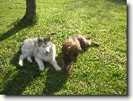 Alaskan malamute (Dog standard)