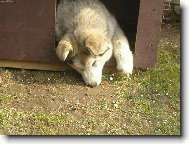 Alaskan malamute (Dog standard)