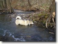 Alaskan Malamute