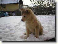 Alaskan Malamute