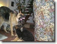 German shepherd dog (Dog standard)