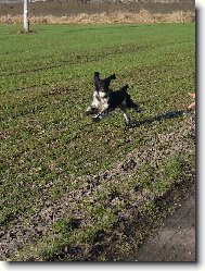 English Springer Spaniel