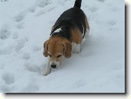 Beagle (Dog standard)