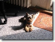 Yorkshire terrier (Dog standard)